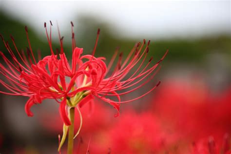 彼岸花 開花|彼岸花（ヒガンバナ）とは ＜花言葉・由来・開花時期などを紹。